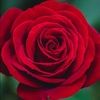jasleen_sidhu